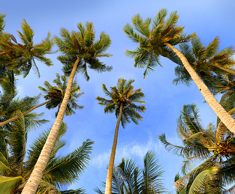 Coconut trees 04